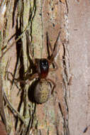 Image of Clubiona peculiaris L. Koch 1873