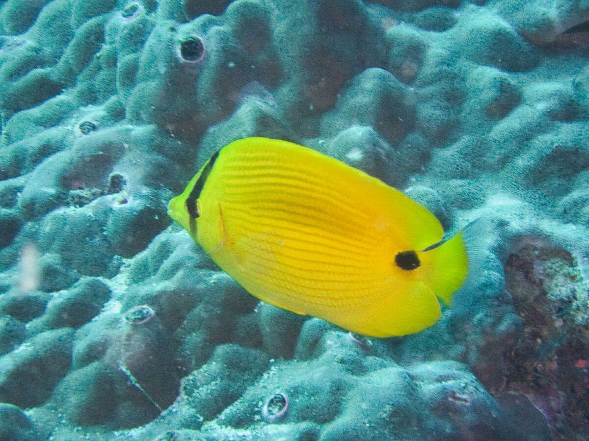 Image of Yellow Butterflyfish