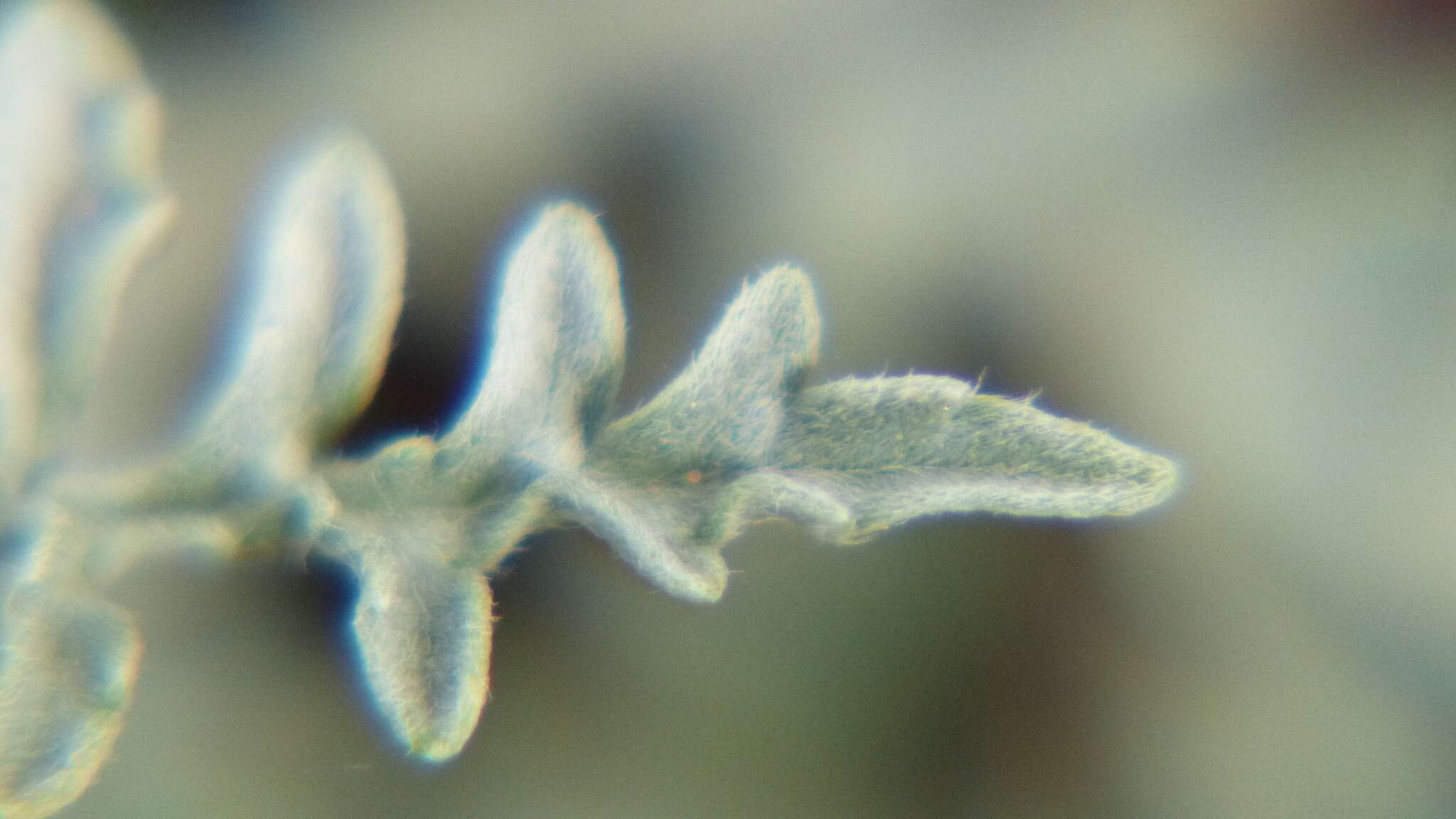 Image of skeletonleaf bur ragweed