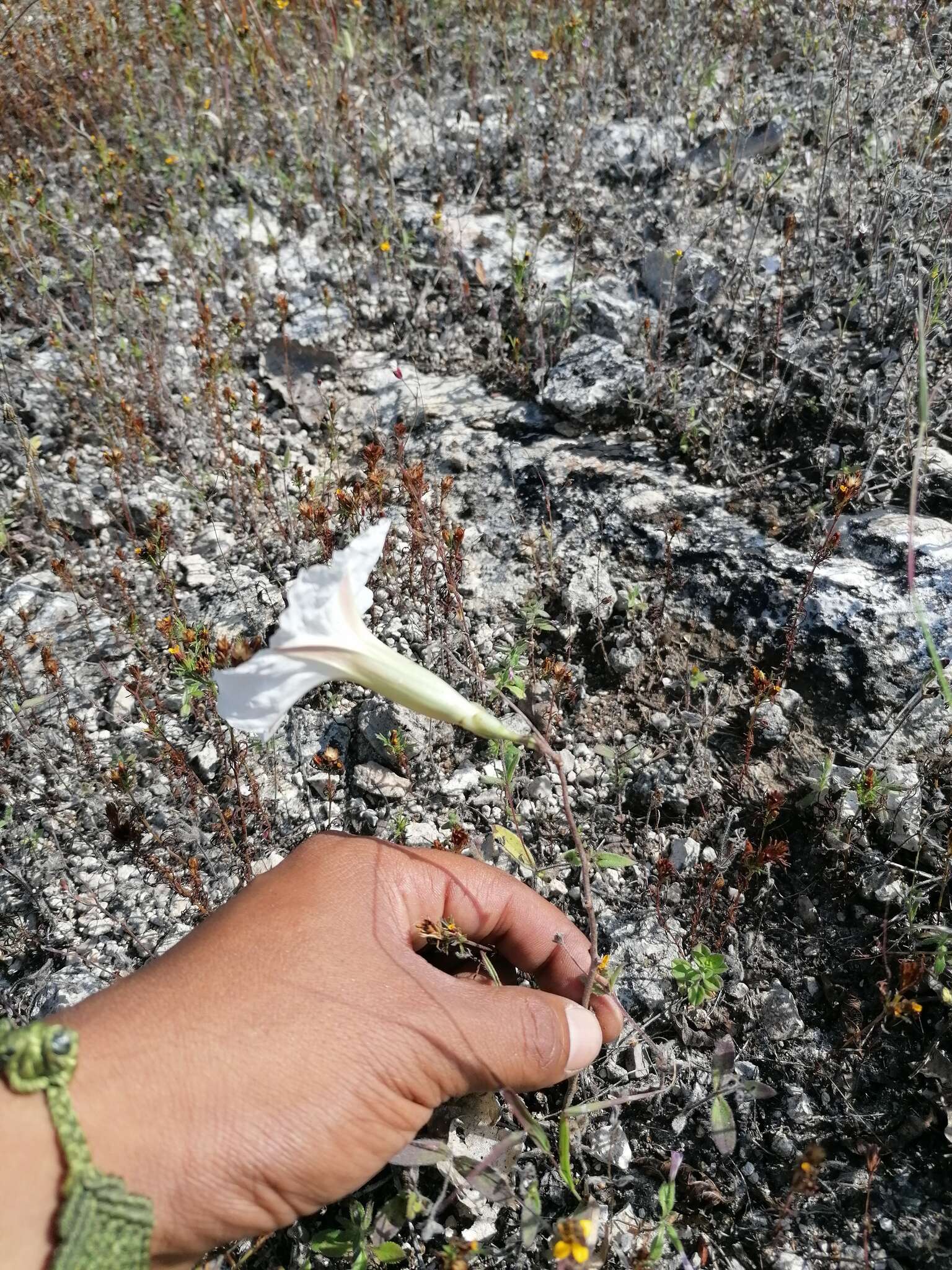 Слика од Ipomoea pruinosa G. D. Mc Pherson