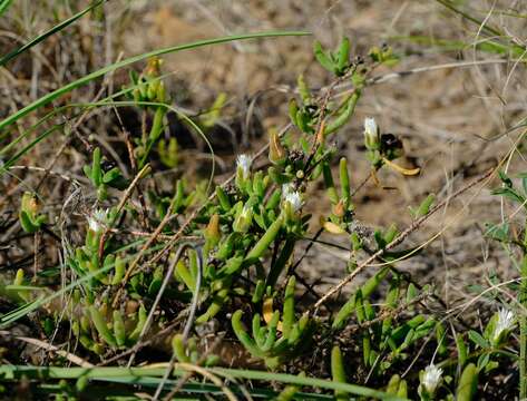 Image of Drosanthemum calycinum (Haw.) Schwant.