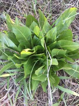 Image of mule-ears