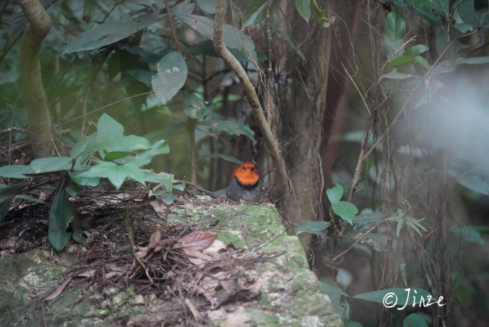 Image of Japanese Robin