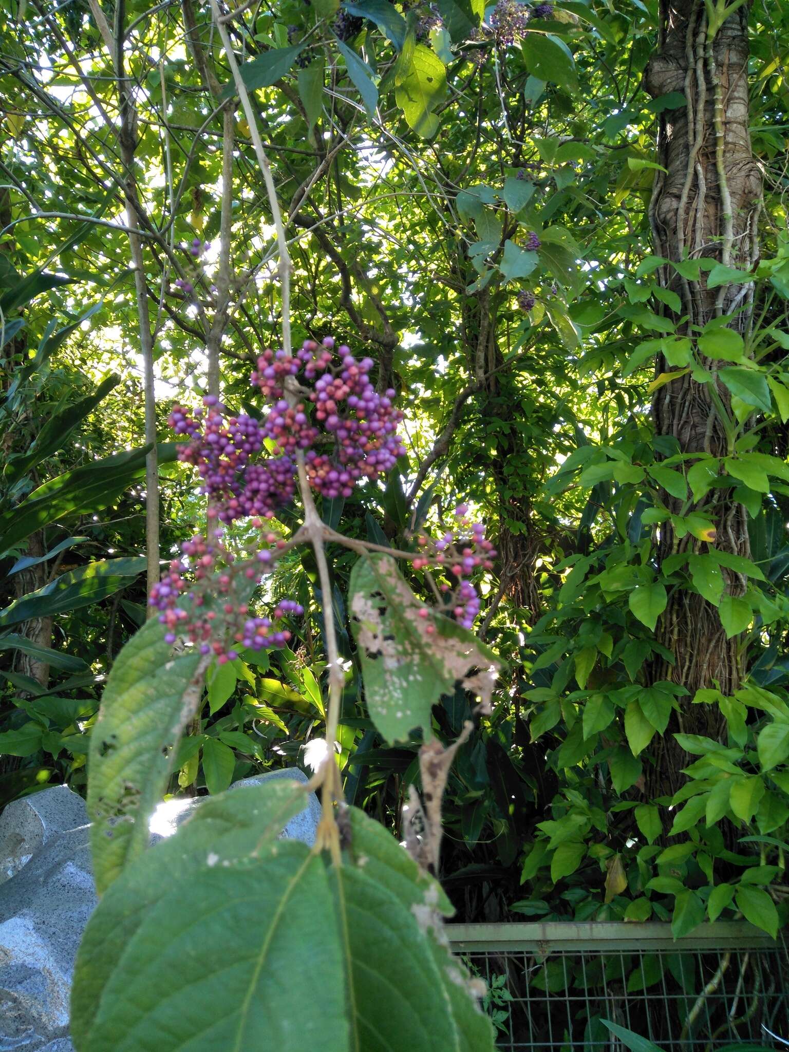 Image of Callicarpa pedunculata R. Br.