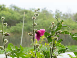 Image of Hibiscus diversifolius subsp. rivularis (Brem. & Oberm.) Exell