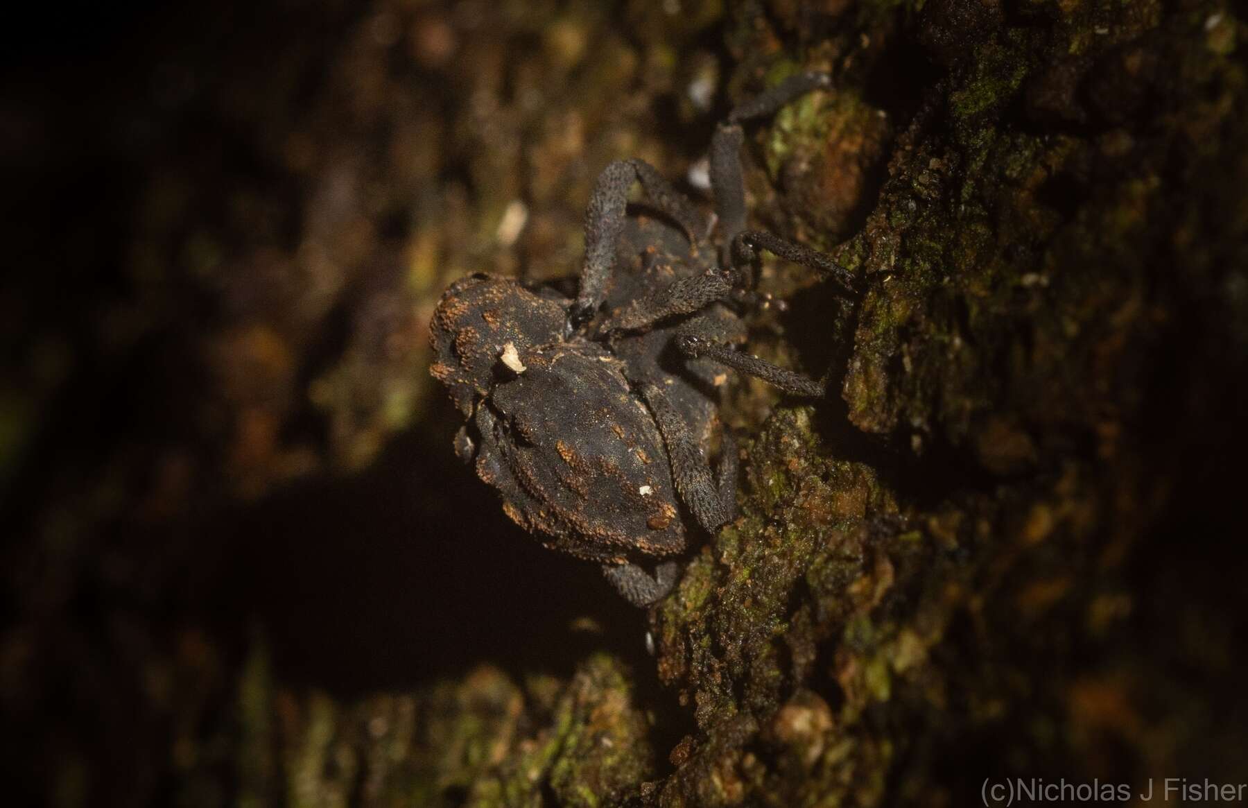 Image of Paleticus subereus Lea 1898