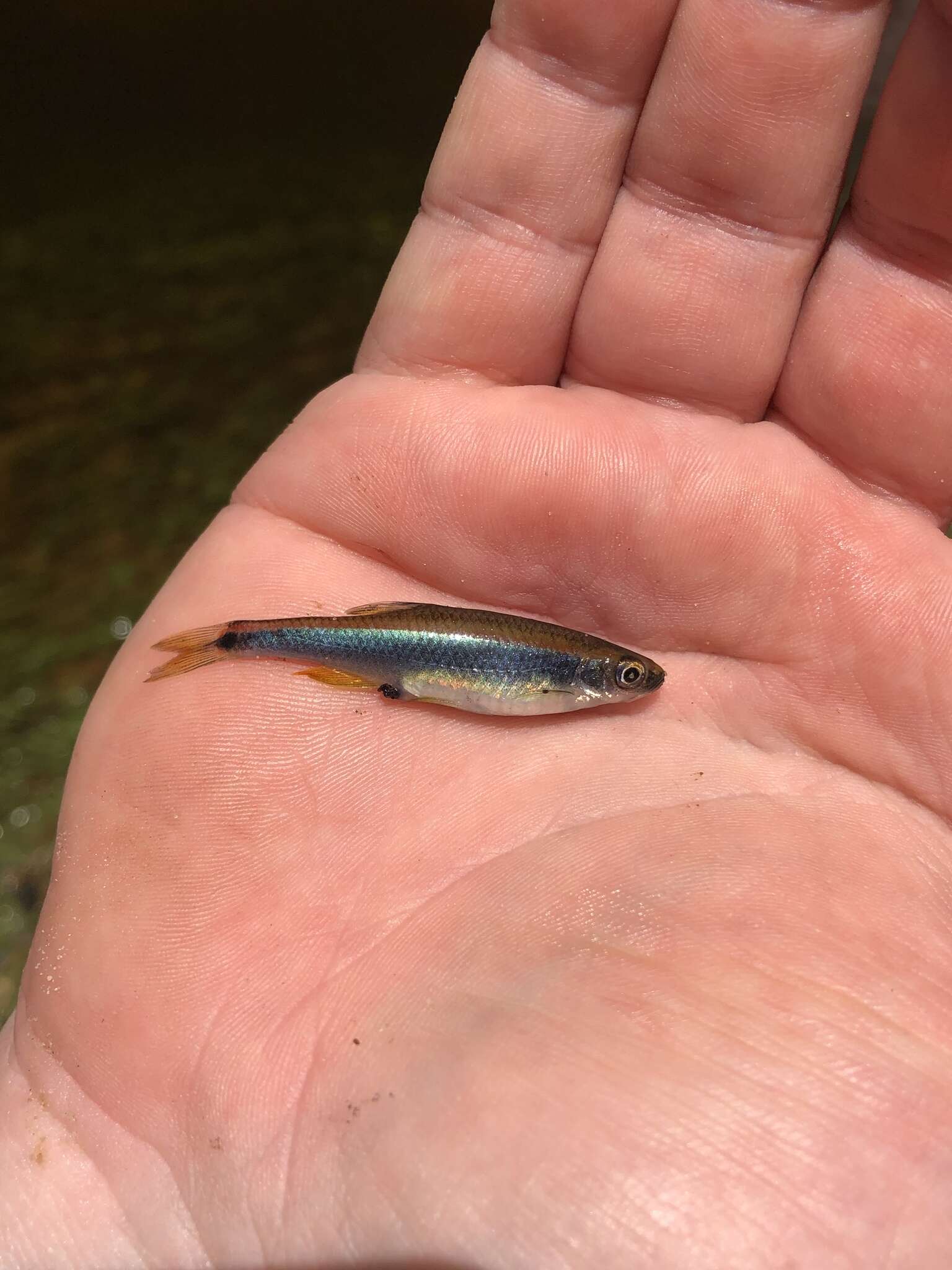 Image of Sailfin Shiner