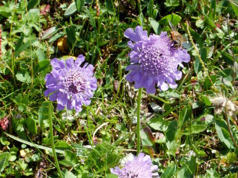 Image of glossy scabious