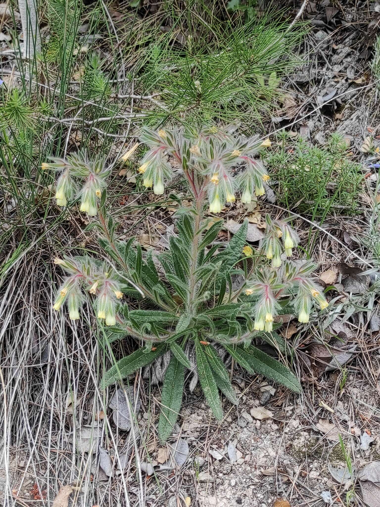 صورة Onosma tricerosperma Lag.