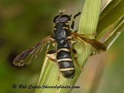 Temnostoma balyras (Walker 1849) resmi