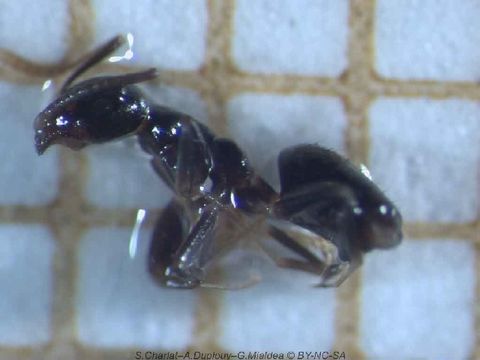 Image of Technomyrmex