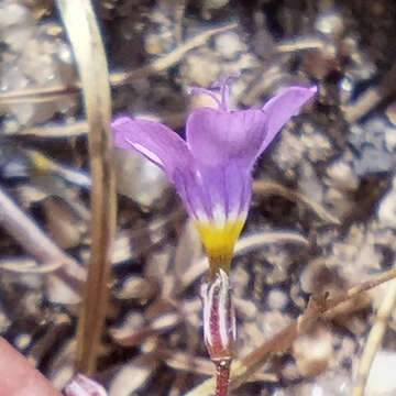 Image of volcanic gilia