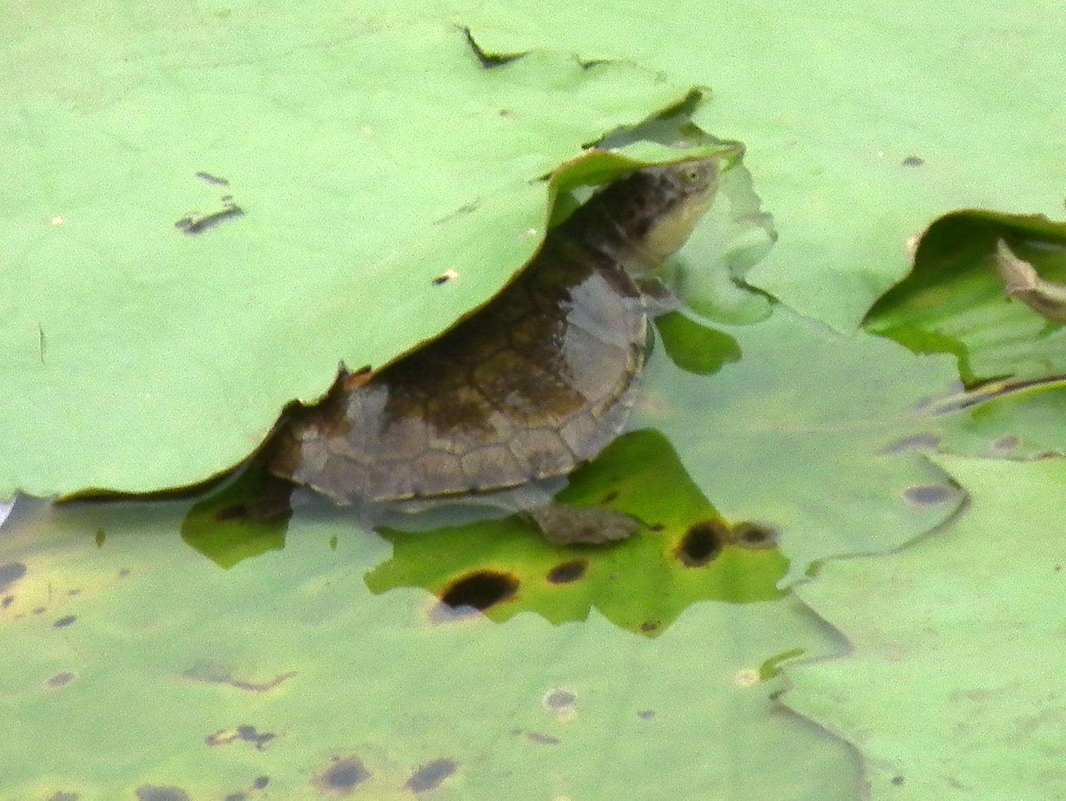 Image of Pelomedusa galeata (Schoepff 1792)