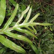 Image of monarch fern