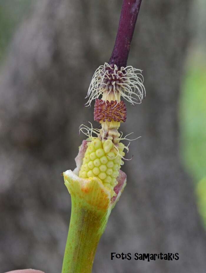 Imagem de Arum cyrenaicum Hruby