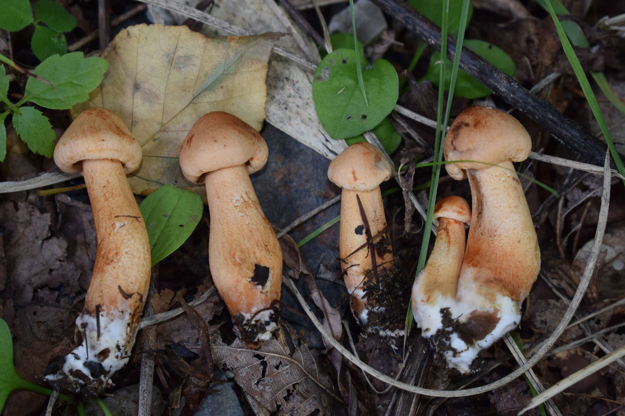 Plancia ëd Tricholoma psammopus (Kalchbr.) Quél. 1875