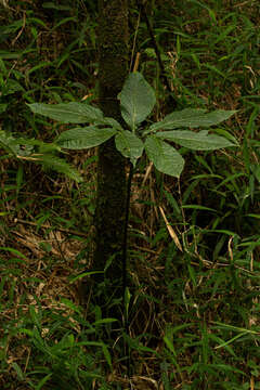 Image of Arisaema mildbraedii Engl.