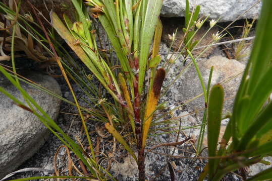 Image of Centella rupestris (Eckl. & Zeyh.) Adamson