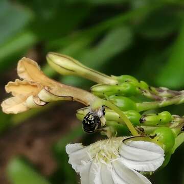 Sivun Ceratina nigrolateralis Cockerell 1916 kuva