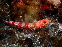 Image of Diamond Lizardfish