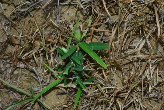 Image of Crotalaria calycina Schrank