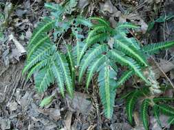 Image of simpler hollyfern