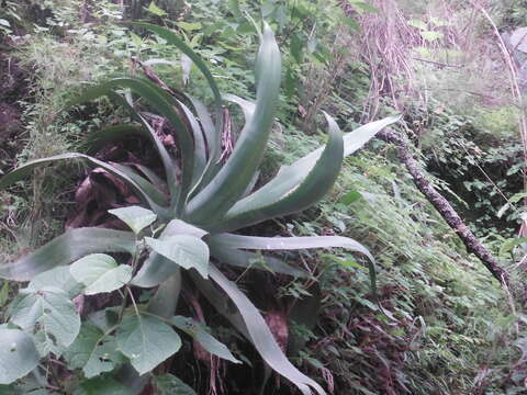 Image of Agave inaequidens subsp. barrancensis Gentry