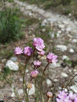 Image of Armeria arenaria (Pers.) Schult.