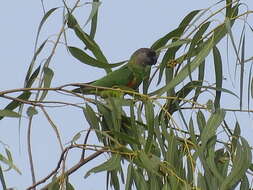 Image of Senegal Parrot