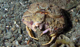 Image of Kwajalein Box Crab