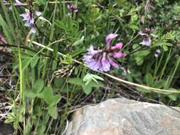 Astragalus robbinsii (Oakes) A. Gray的圖片