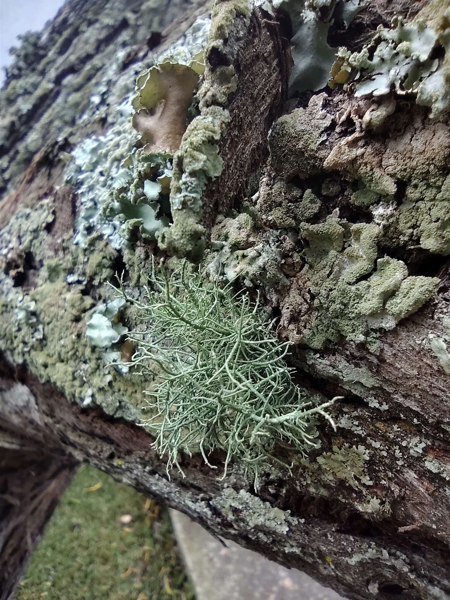 Слика од Usnea fragilescens Hav. ex Lynge