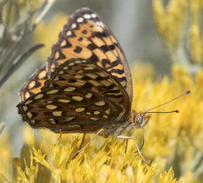 Image de Speyeria zerene gloriosa Moeck 1957