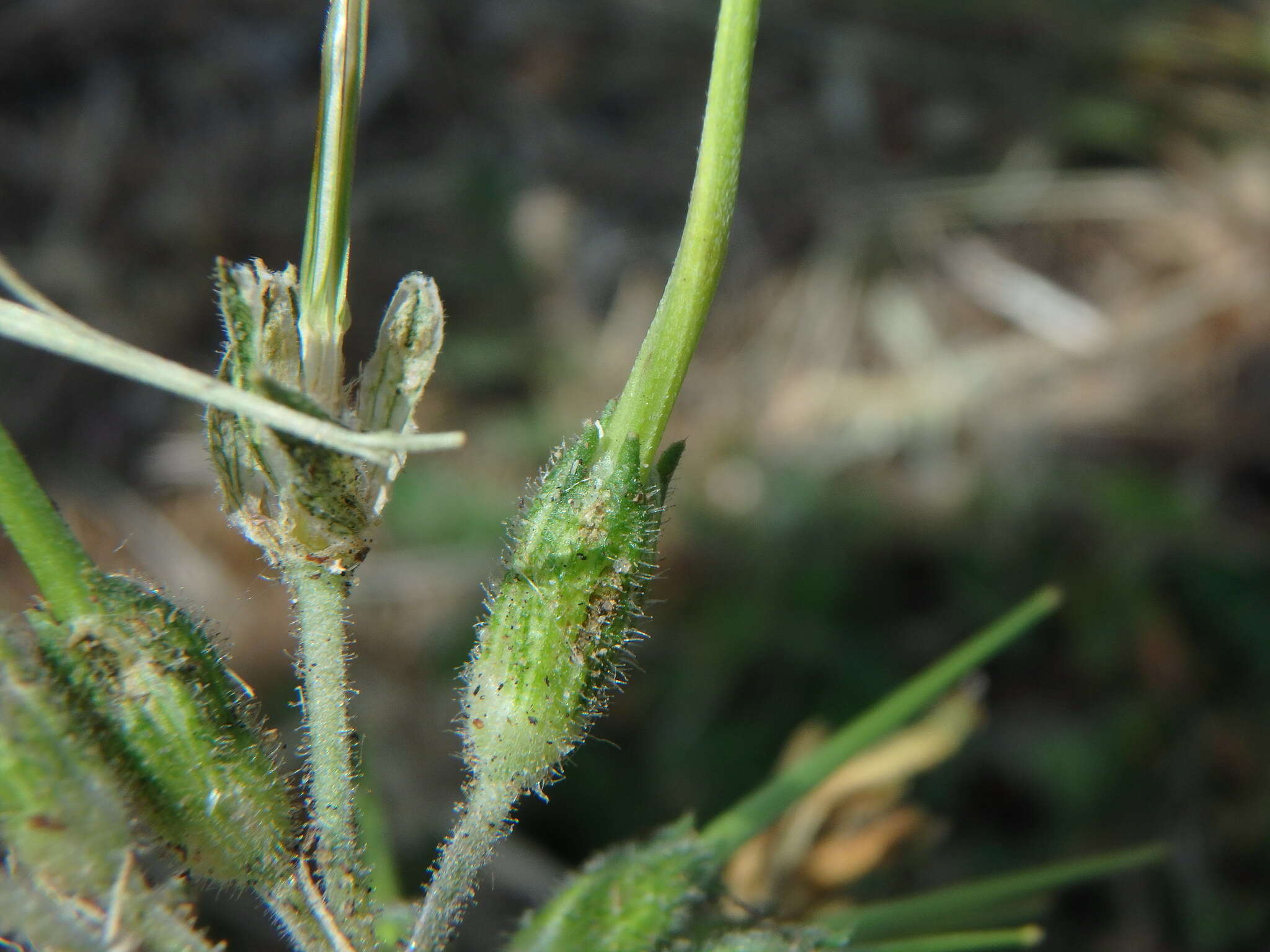 Imagem de Geranium pusillum L.