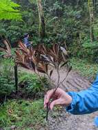 Imagem de Lithocarpus dodonaeifolius (Hayata) Hayata