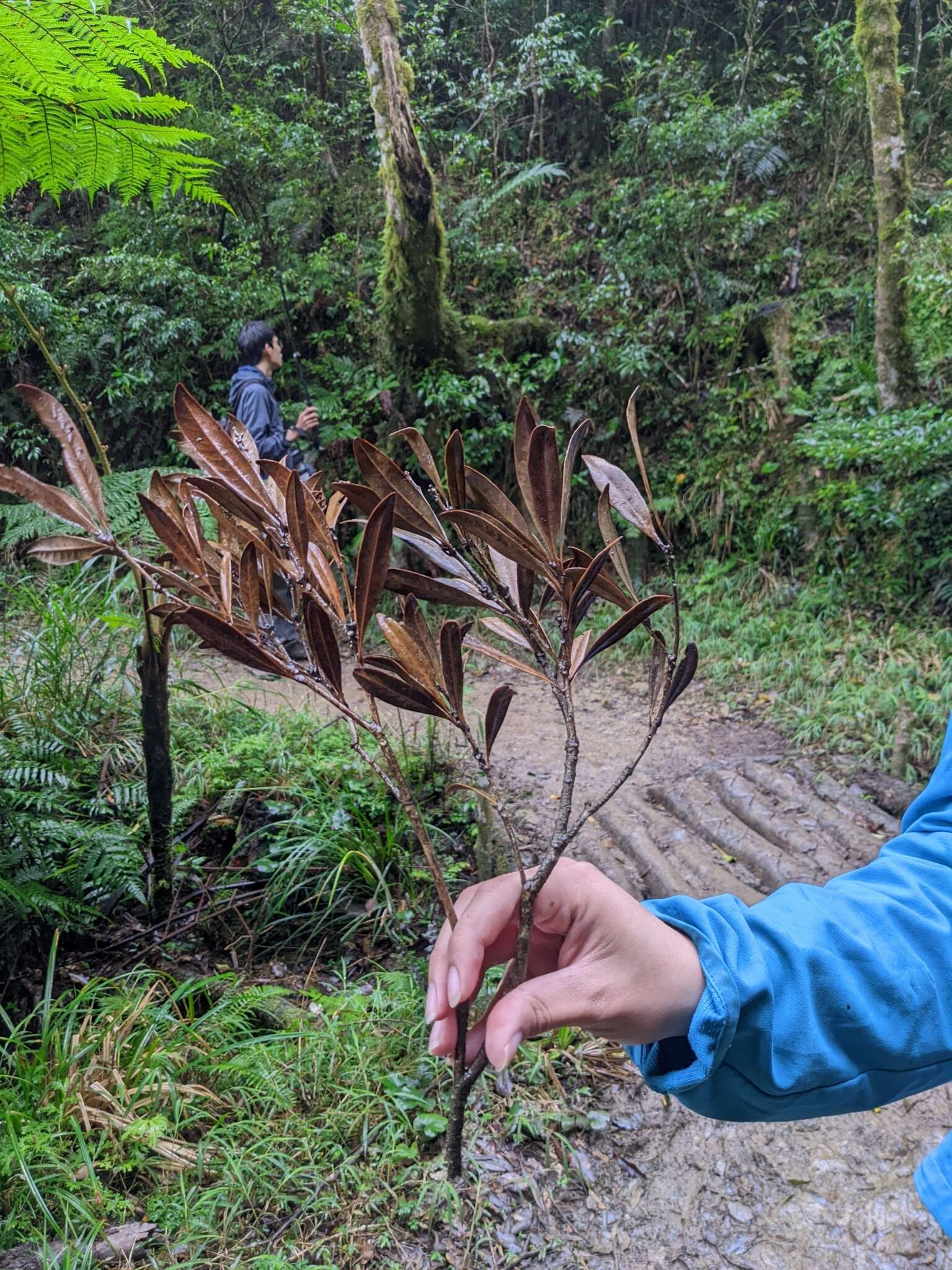 Imagem de Lithocarpus dodonaeifolius (Hayata) Hayata