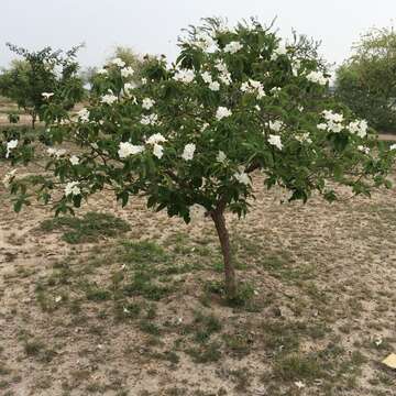 Image de Cordia boissieri A. DC.