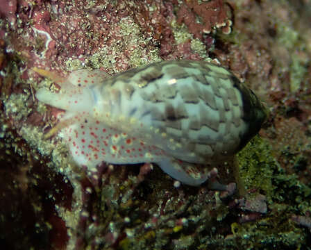 Marginella nebulosa (Röding 1798)的圖片