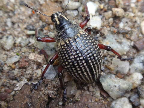 Image of Catasarcus impressipennis (Boisduval 1835)