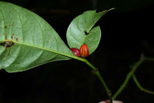 Eumachia kappleri (Miq.) Delprete & J. H. Kirkbr. resmi