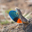 Image of superb large fan-throated lizard