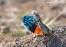 Image of superb large fan-throated lizard