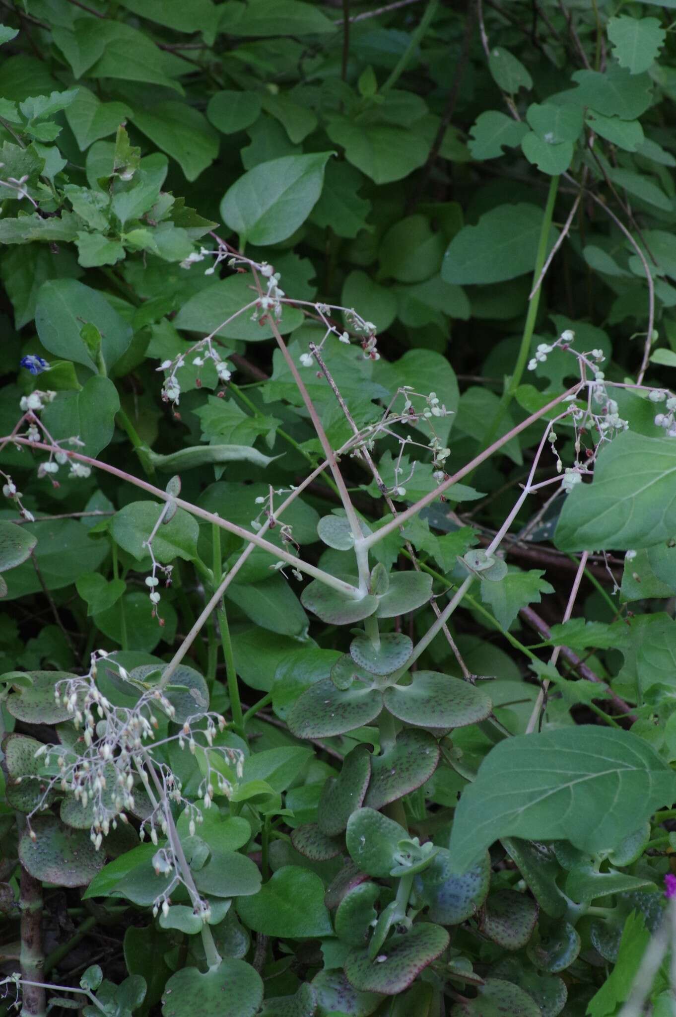 Image of Crassula cordata Thunb.