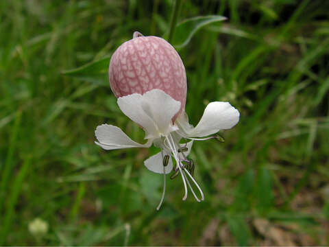 Image of Silene vulgaris subsp. vulgaris