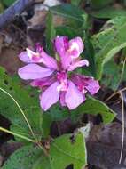 Image of California milkwort