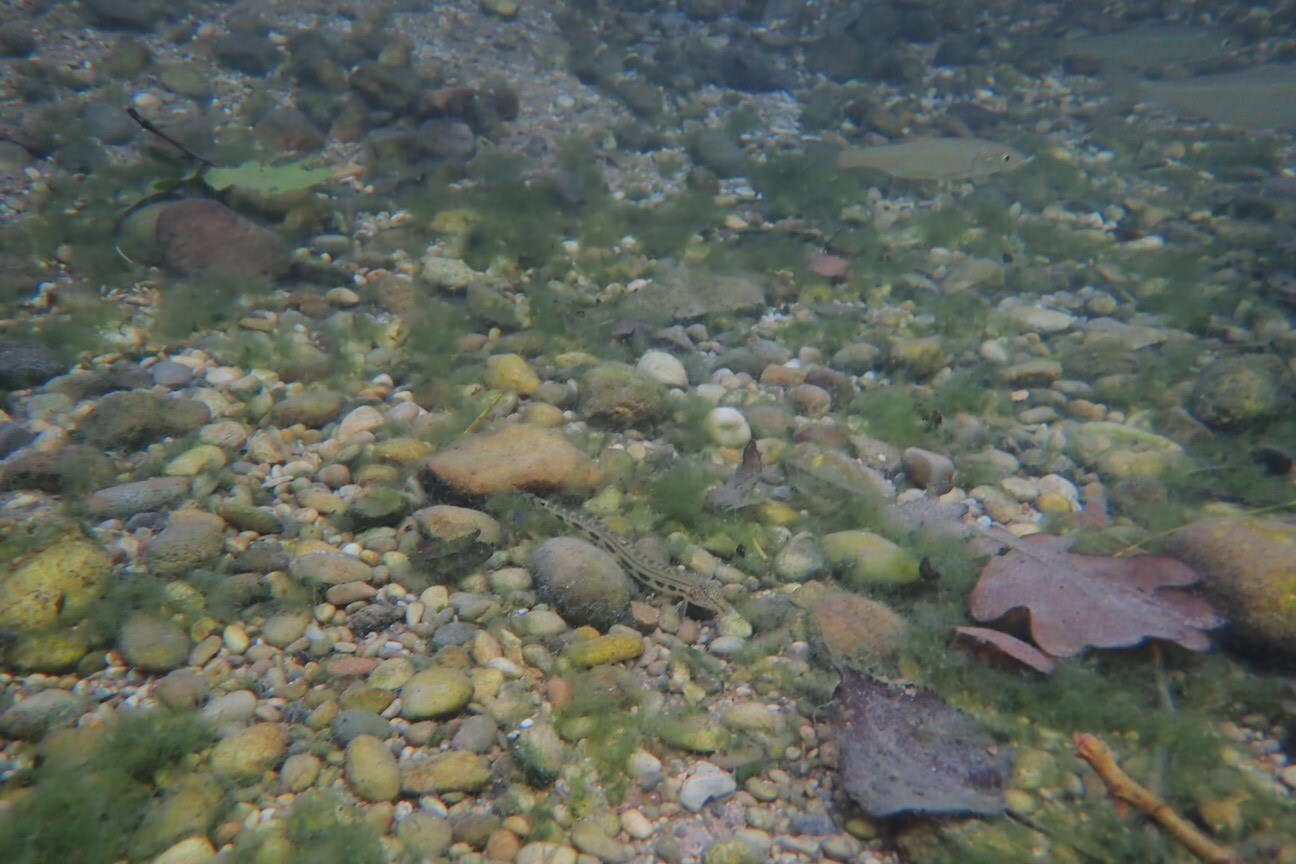 Image of Balkan Loach