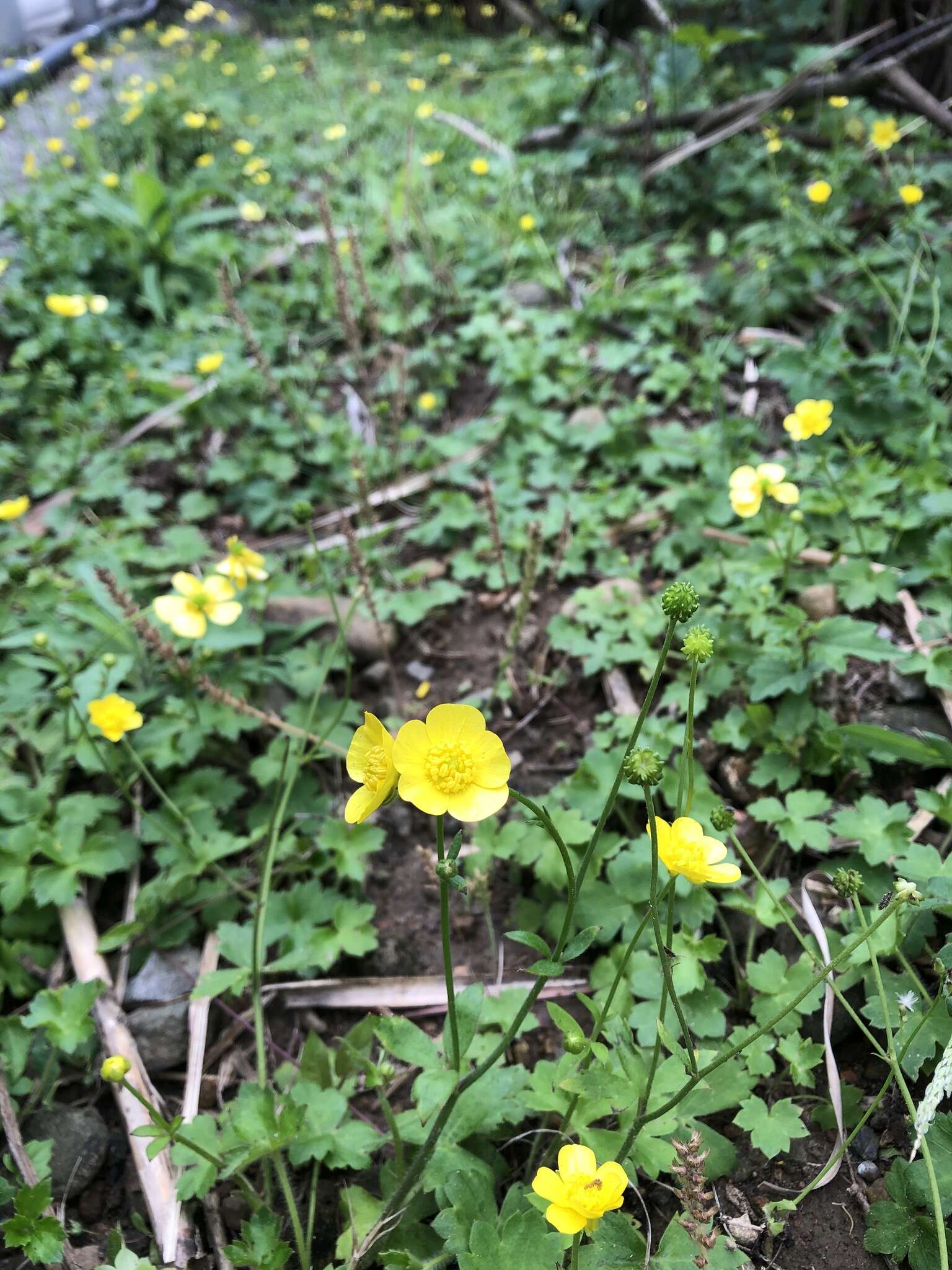 صورة Ranunculus japonicus Thunb.