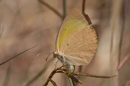 Слика од Eurema herla (Macleay 1826)