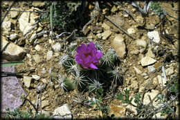 Image of Hester's foxtail cactus