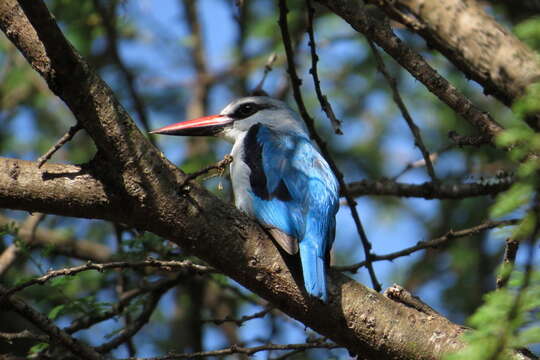 Image of Senegal Kingfisher